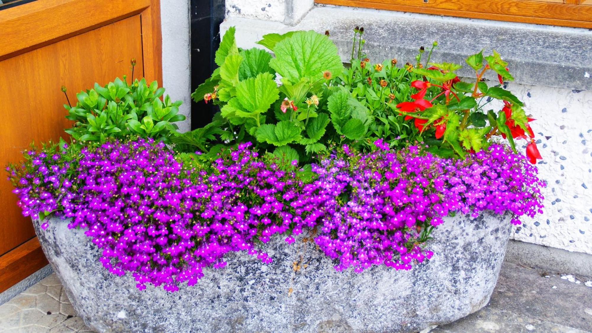 Rockville House B&B Cashel  Dış mekan fotoğraf